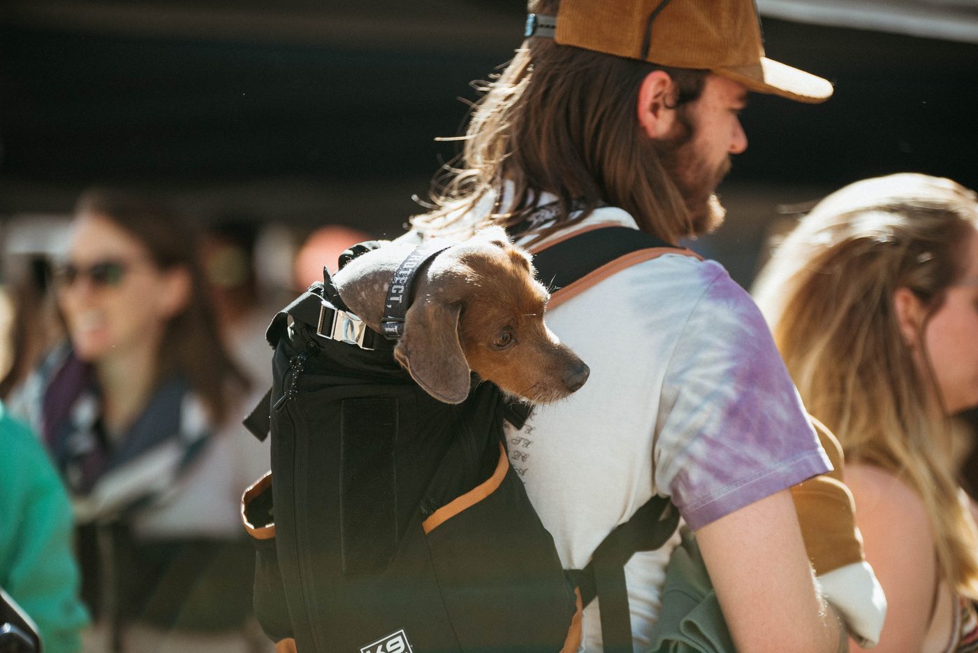 A dachshund rides through the crowd in a backpack.