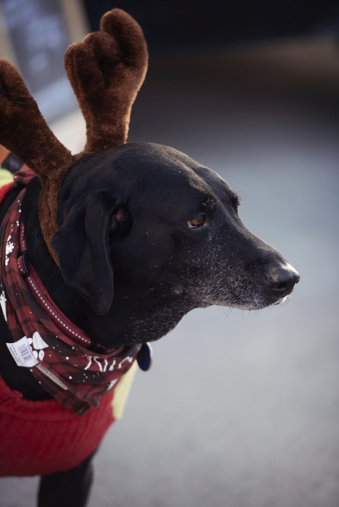 A black lab in felt antlers photographed in profile at Holiday BAZAAR.