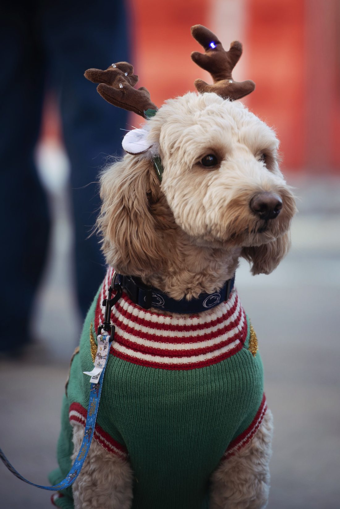 A goldendoodle in a striped holiday sweater poses for a portrait sitting.