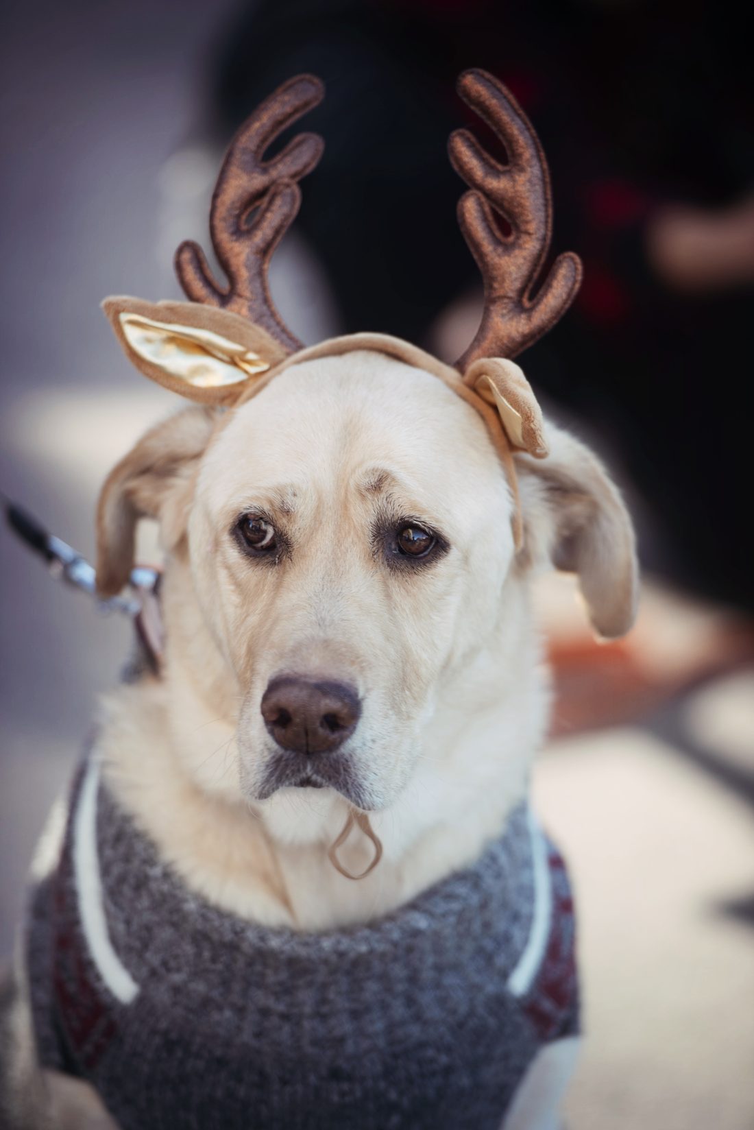 A yellow lab in a gray sweater and felt antlers sits for a portrait at Holiday BAZAAR.