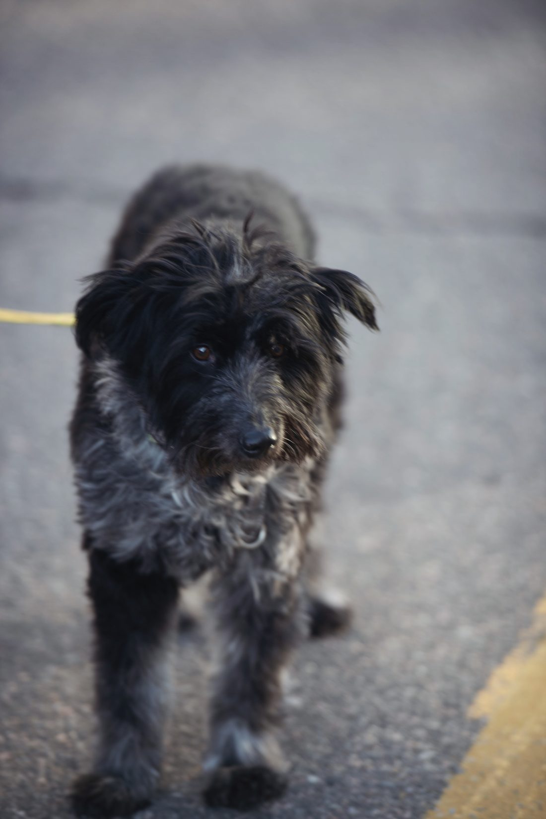A scruffy black dog stands for its portrait at a Denver BAZAAR market.