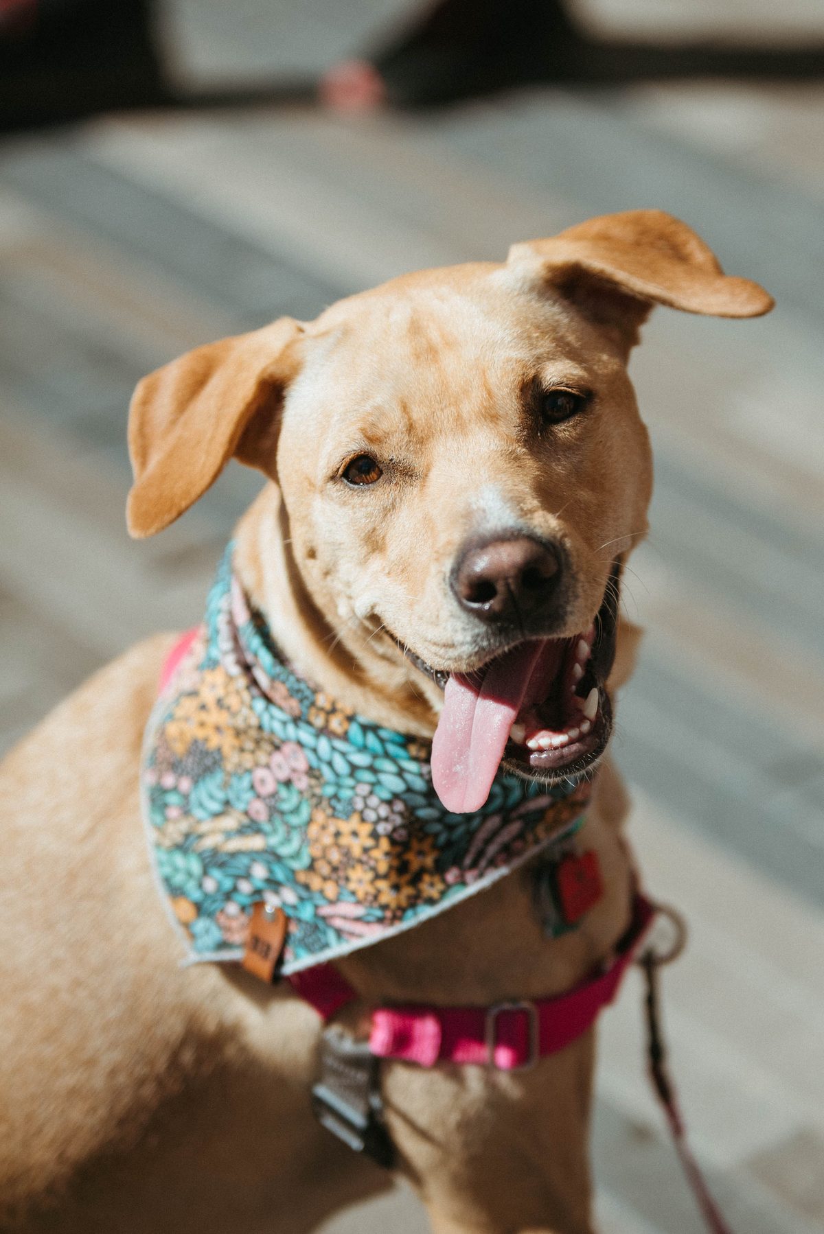 A tan dog in a floral bandana grins at the camera, tongue out, at Denver BAZAAR.