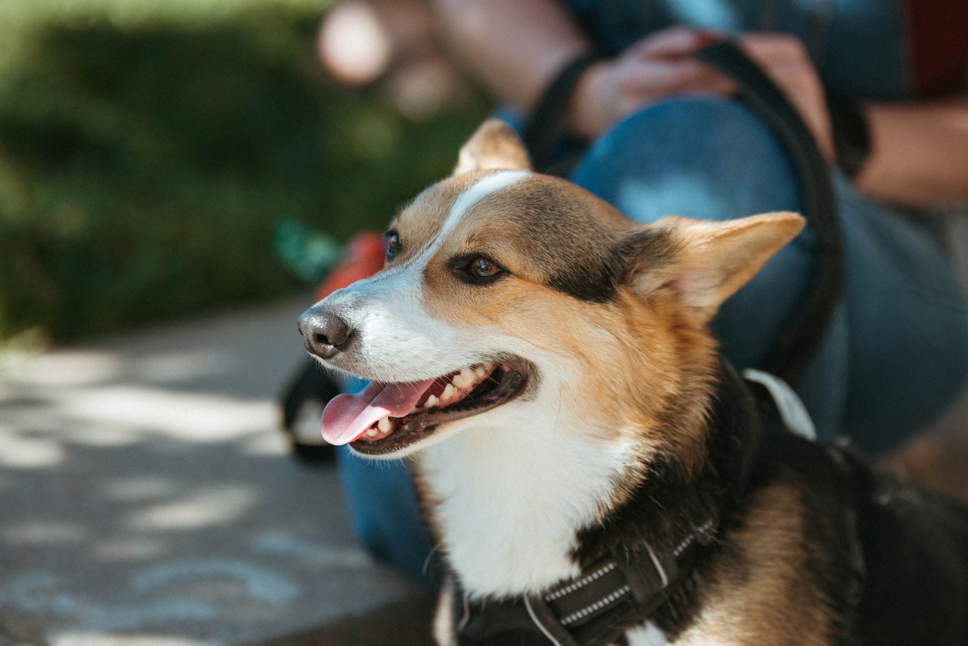 A corgi grins mid-pant at a Denver BAZAAR market.