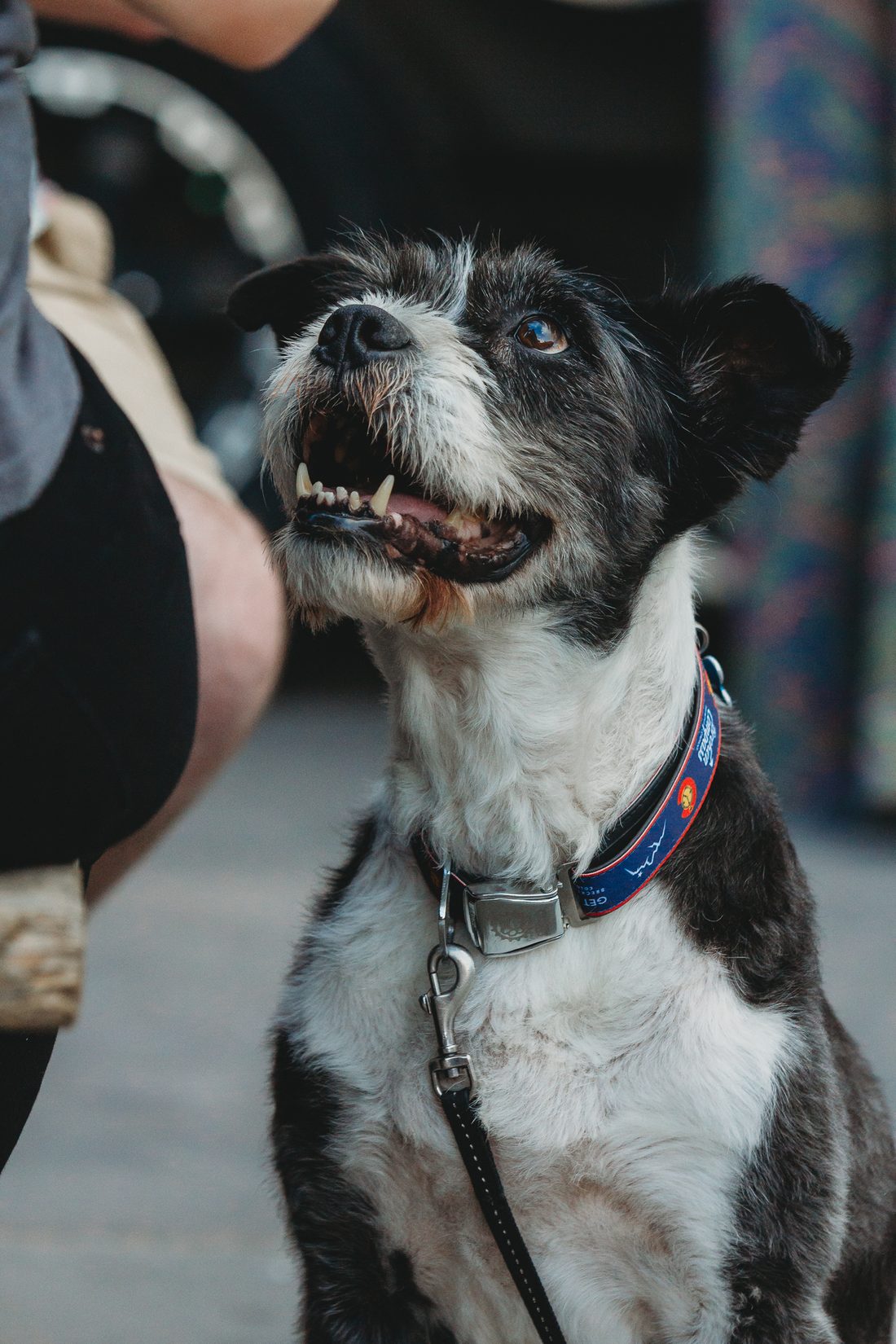 A black and white dog looks up at its owner between the booths.